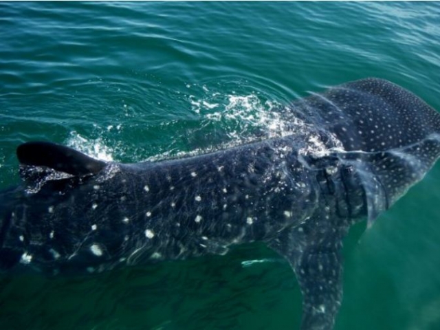  Snorkel with whale shark 
